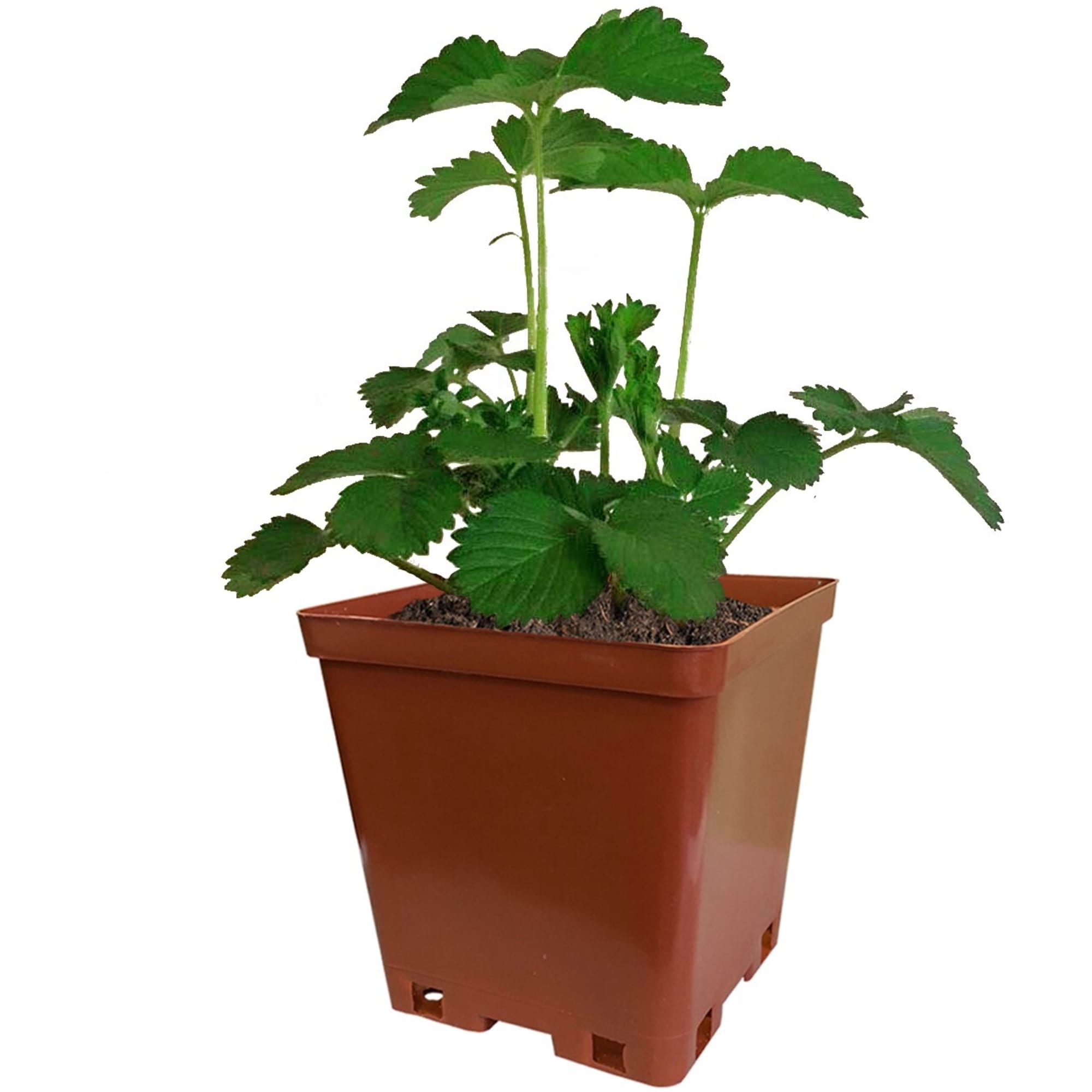 82596903 Земляника садовая «Елизавета-2» C2 Santreyd  - Вид №1