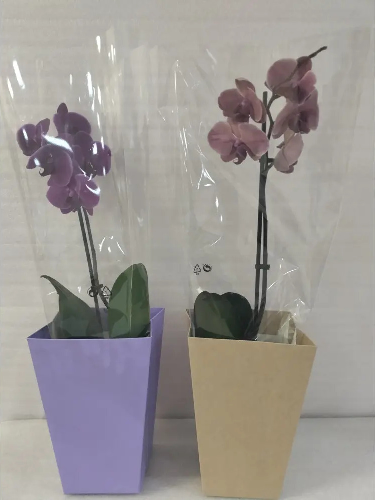 Santreyd Орхидея Фаленопсис с цветами-бабочками в горшке 86750213