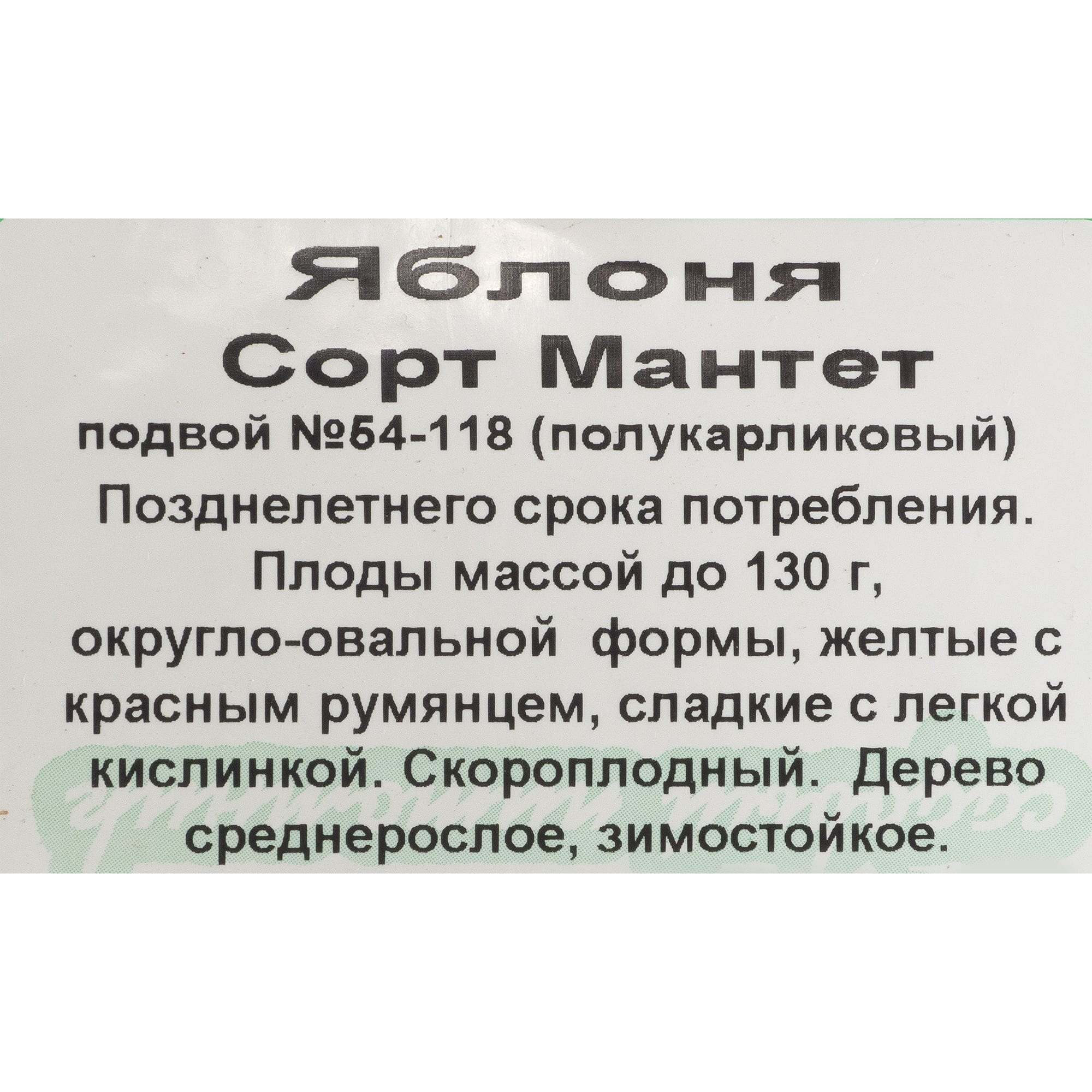 82237819 Яблоня «Мантет» С7 120-180 см Santreyd  - Вид №2