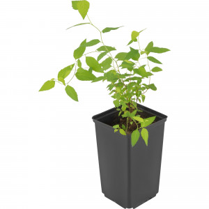 16572636 Спирея японская Голдмаунд (С1,5)