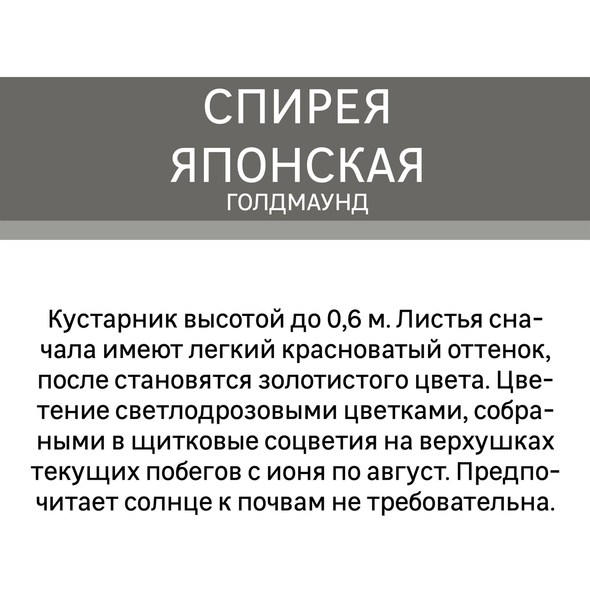 16572636 Спирея японская Голдмаунд (С1,5) Santreyd  - Вид №1