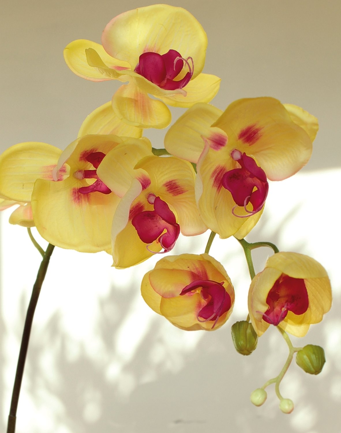 2407 849 a3 Искусственная орхидея Phalaenopsis, 114 см, real touch, зелено-бордовая H-andreas 