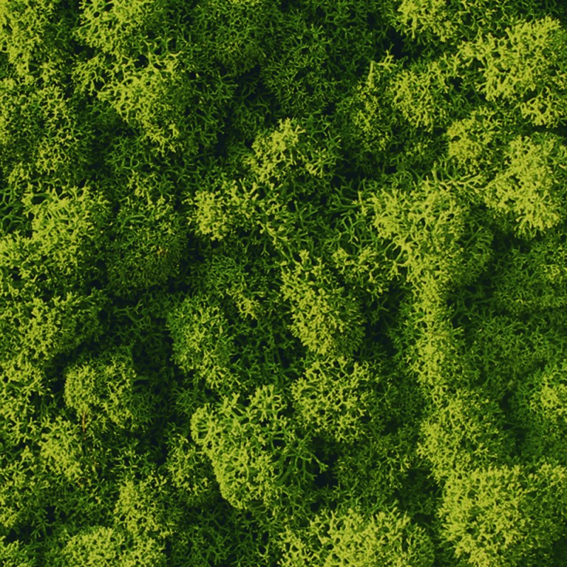 VER001 Лишайник Adriani e Rossi 01 Мох светло-зеленый 