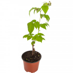 81969643 Малина ремонтантная «Элегантная», контейнер 2-3 л