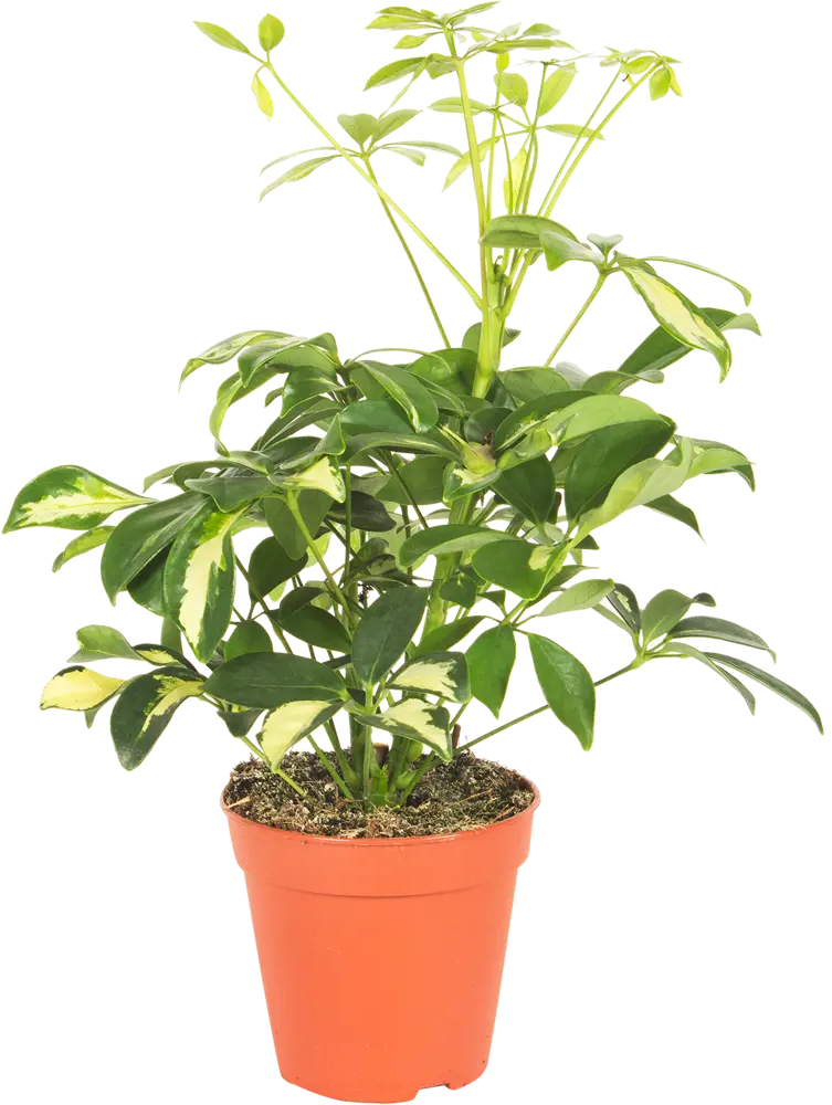 Santreyd Шеффлера Герда — декоративное дерево с пестрой листвой 15745363