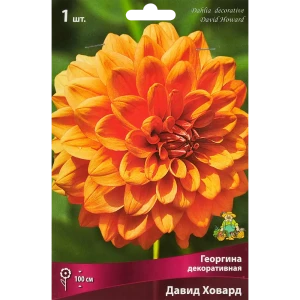 Георгина декоративная Давид Ховард 89351765 STLM-2114661