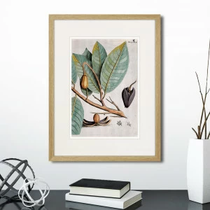 Картина в раме 32х42 см Exotic plants of the world №5, 1815 (II) КАРТИНЫ В КВАРТИРУ  264348 Бежевый;коричневый;разноцветный
