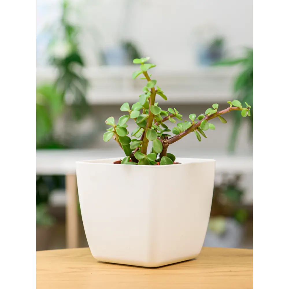 INGREEN Vienna — элегантный цветочный горшок для стильного интерьера 89356155 STLM-0962577 - Вид №2