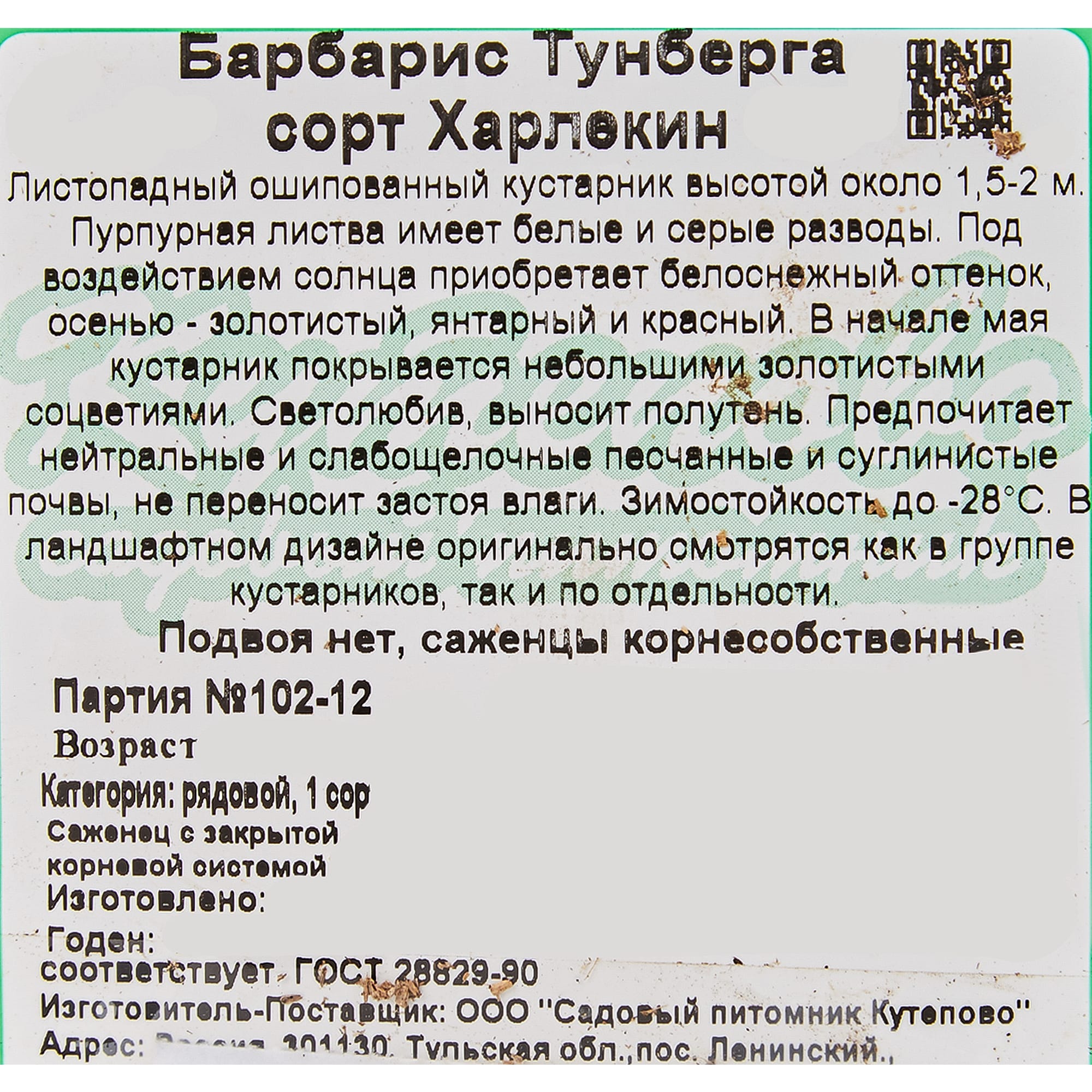 82595233 Барбарис Тунберга «Харлекин» 15x40 см Santreyd  - Вид №1