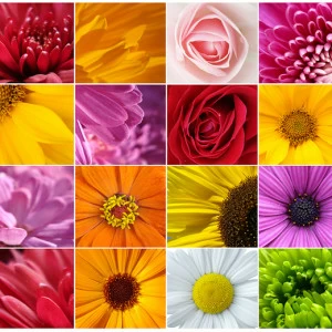 B1-098 Фотообои DIVINO Collection B 2.7х3 м