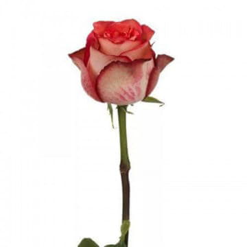 Роза Игуазу 60 см Santreyd 25699 - Вид №1