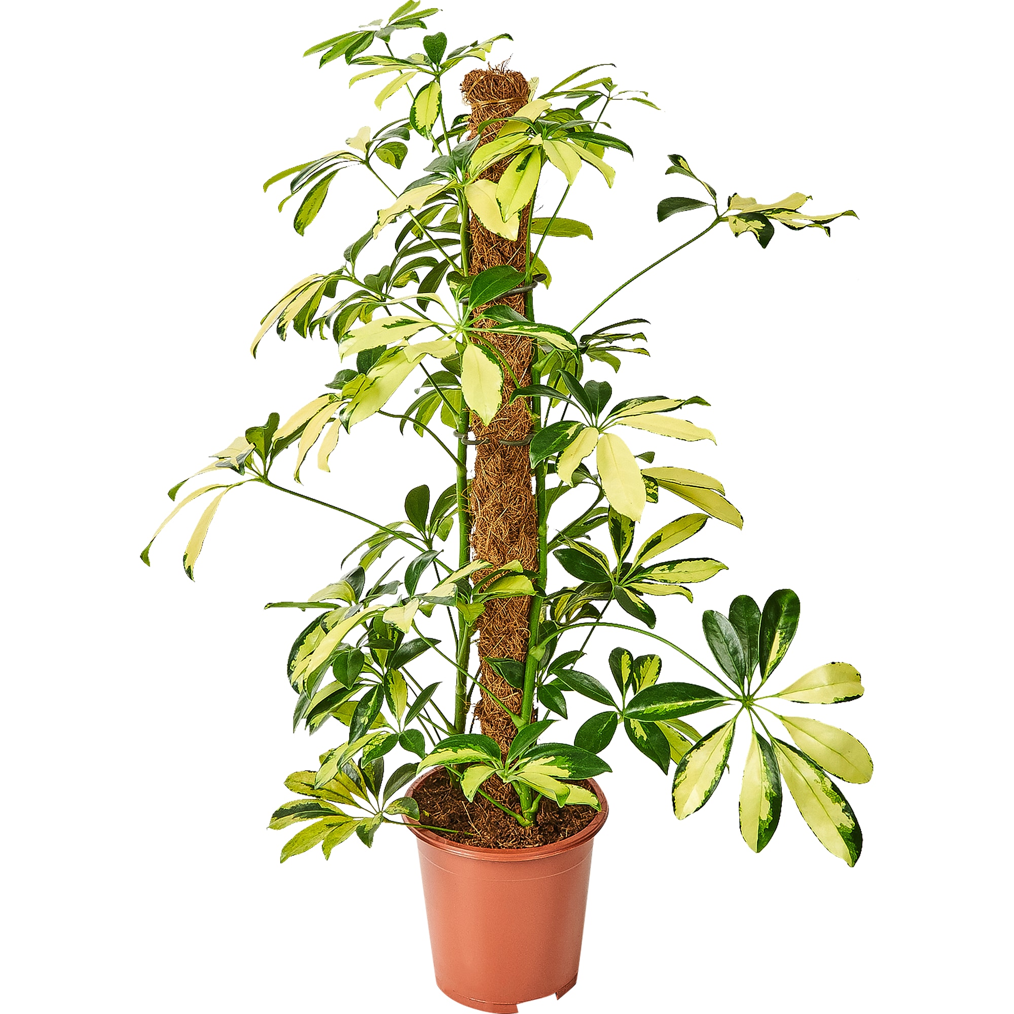 82877357 Шеффлера Тринити 17x80 см Santreyd 