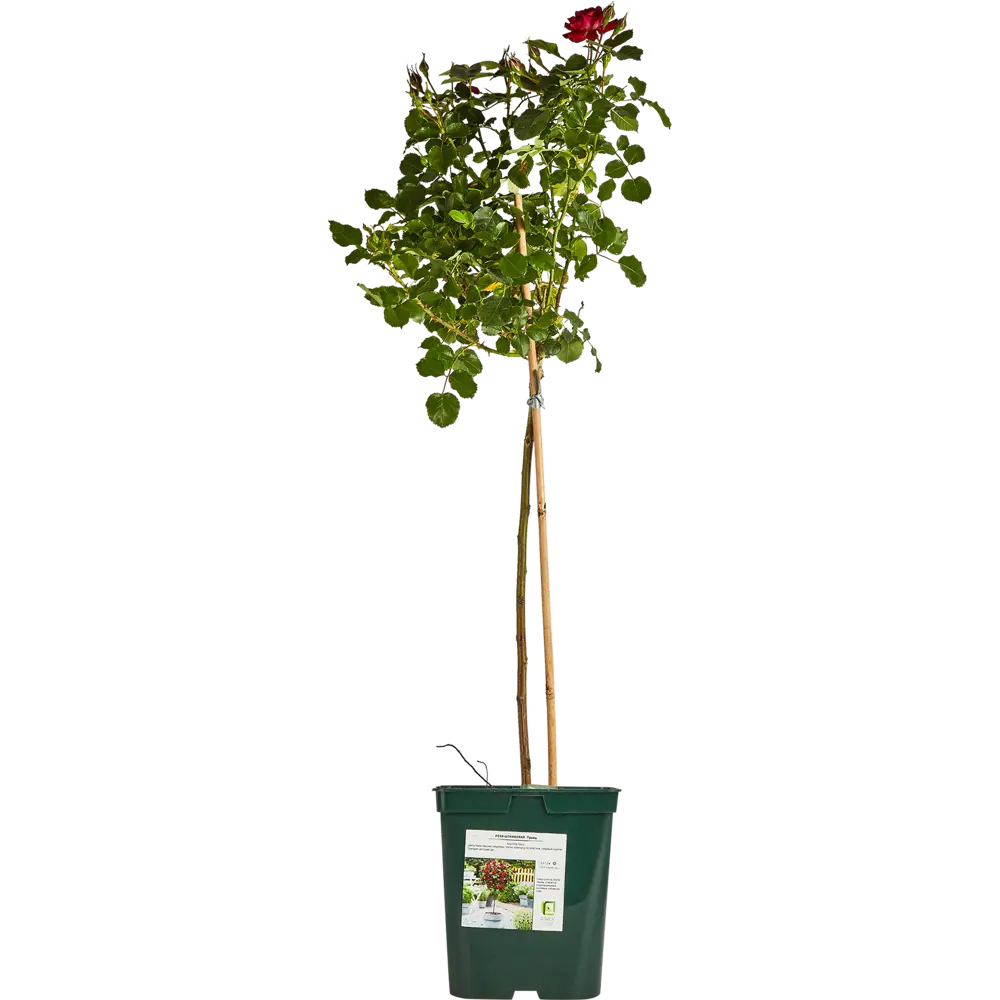 Santreyd Штамбовая роза Дворцы Мира - изысканное украшение сада 85324137 STLM-0061382 - Вид №1