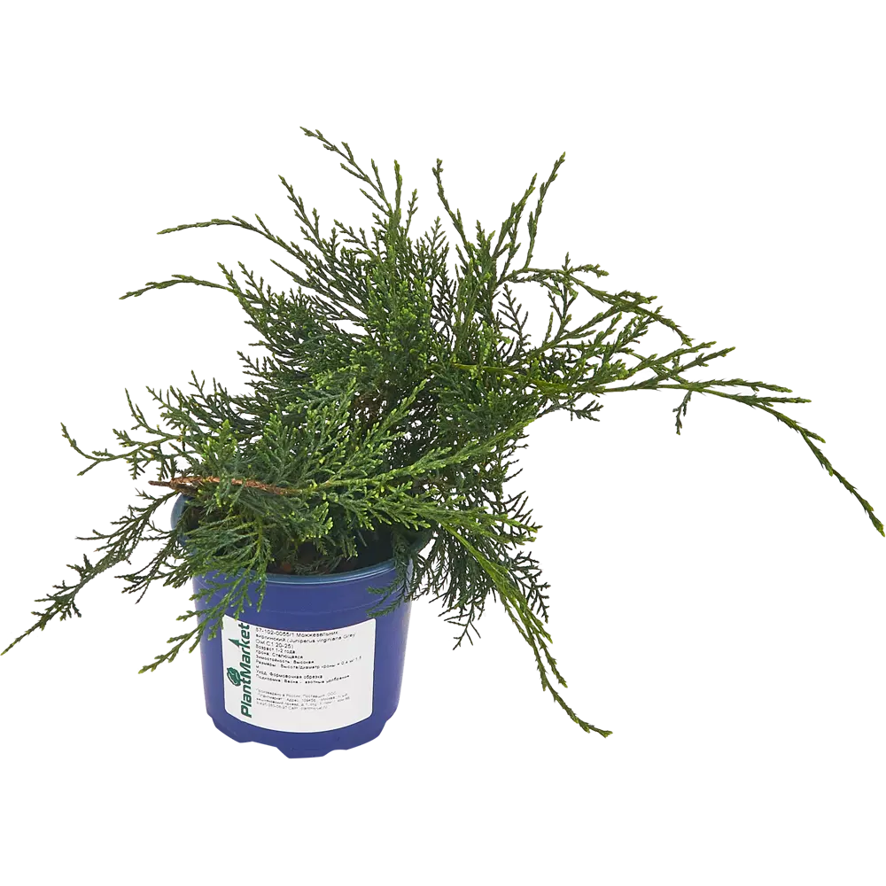 Можжевельник виргинский Грей Оул ø14 h35 см 84834009 STLM-2090994 PLANTMARKET  - Вид №1