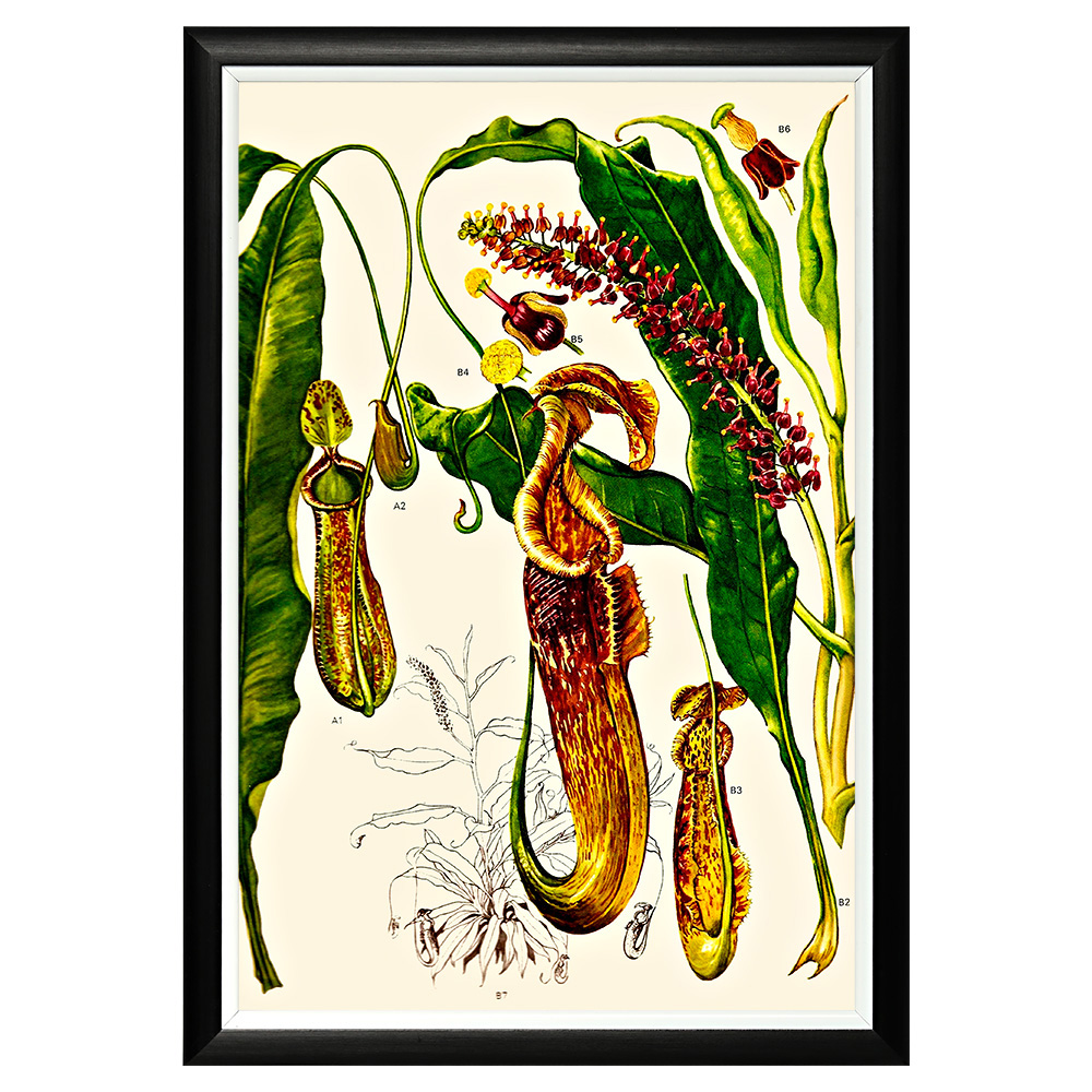 896519650_1818 Арт-постер «Цветочная энциклопедия, глава 31» Object Desire 