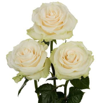 Роза Мондиаль 50 см Santreyd 25710 - Вид №1