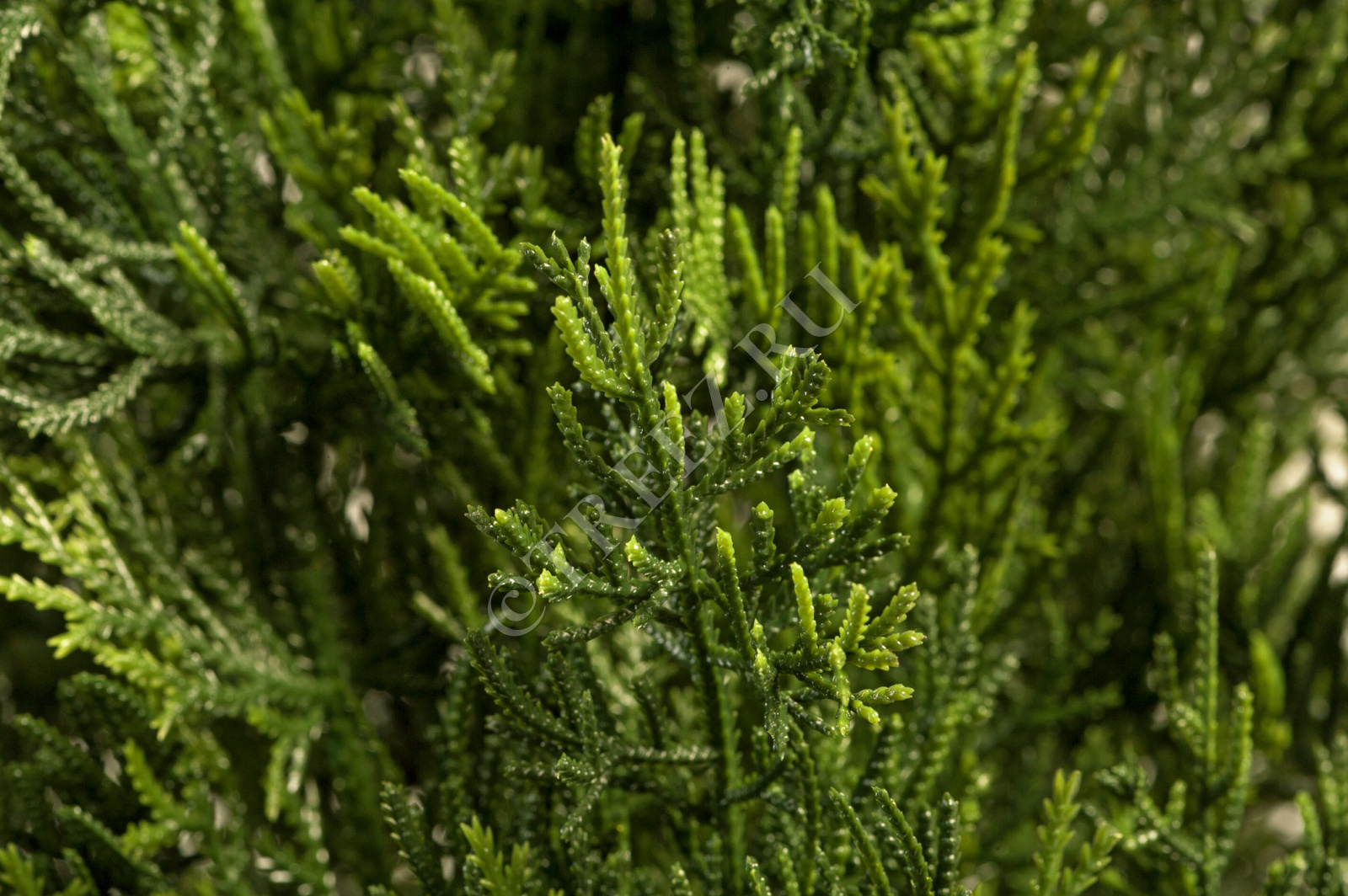 10.0218058/4N Туя уличная Смарагд Элегант Цветочная коллекция  - Вид №2
