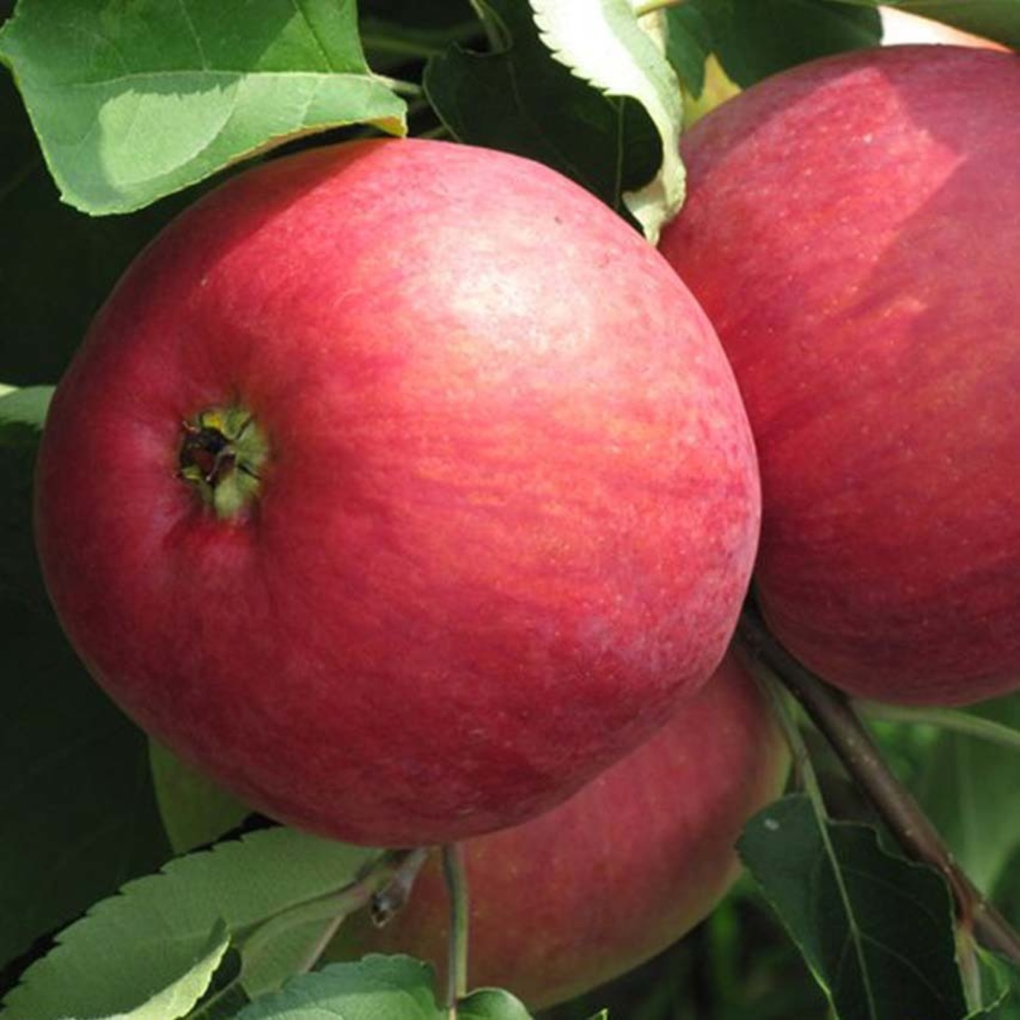 18654601 Яблоня «Жигулёвское» 4 л Santreyd  - Вид №2