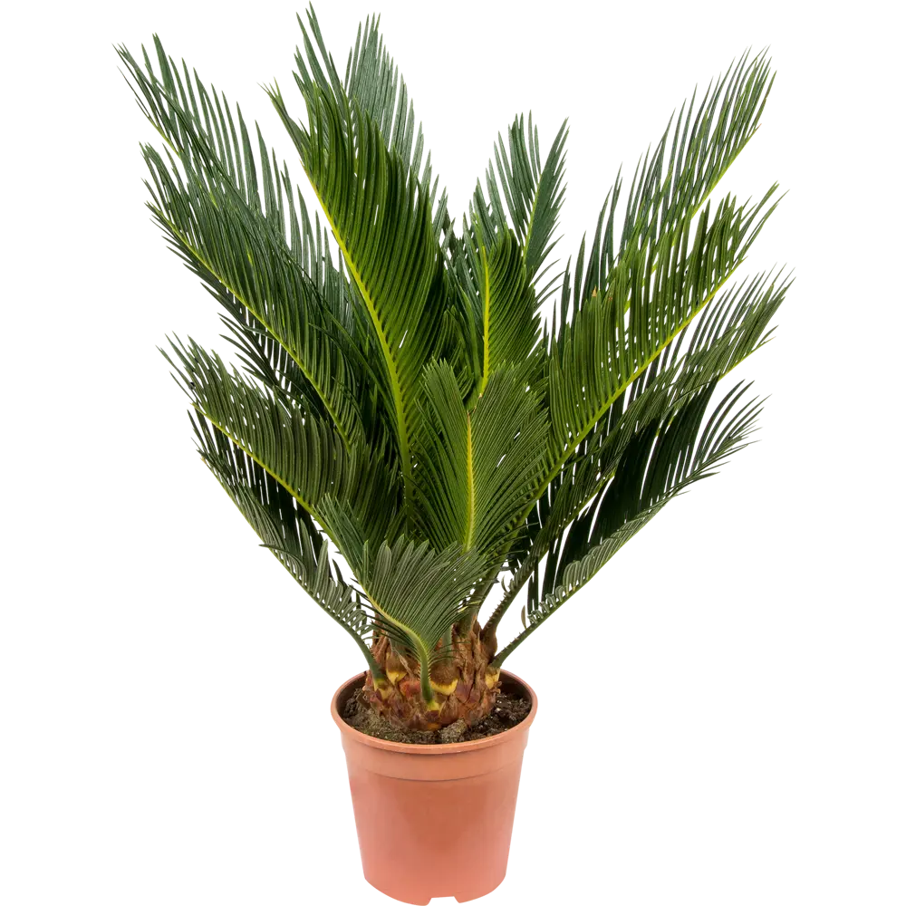 Santreyd Цикас Революта — древняя саговая пальма для интерьера 82383225 STLM-1368644