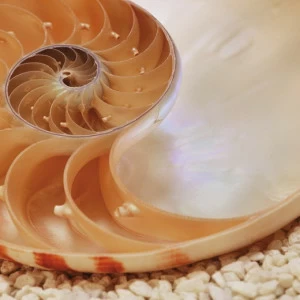 1-601-Nautilus-NG Фотообои Komar National Geographic 1.27х1.84 м