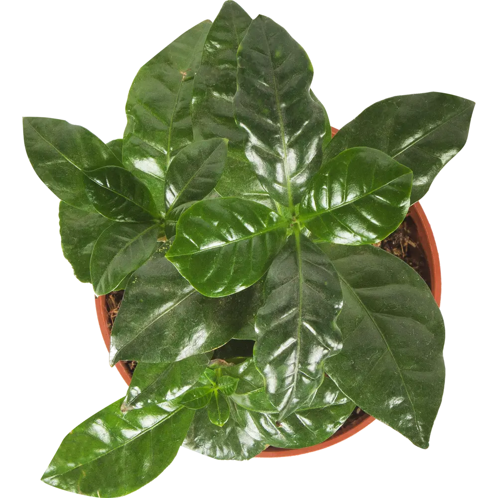 Santreyd Кофейное дерево Арабика — живой интерьерный акцент 15745312 STLM-0006287 - Вид №1