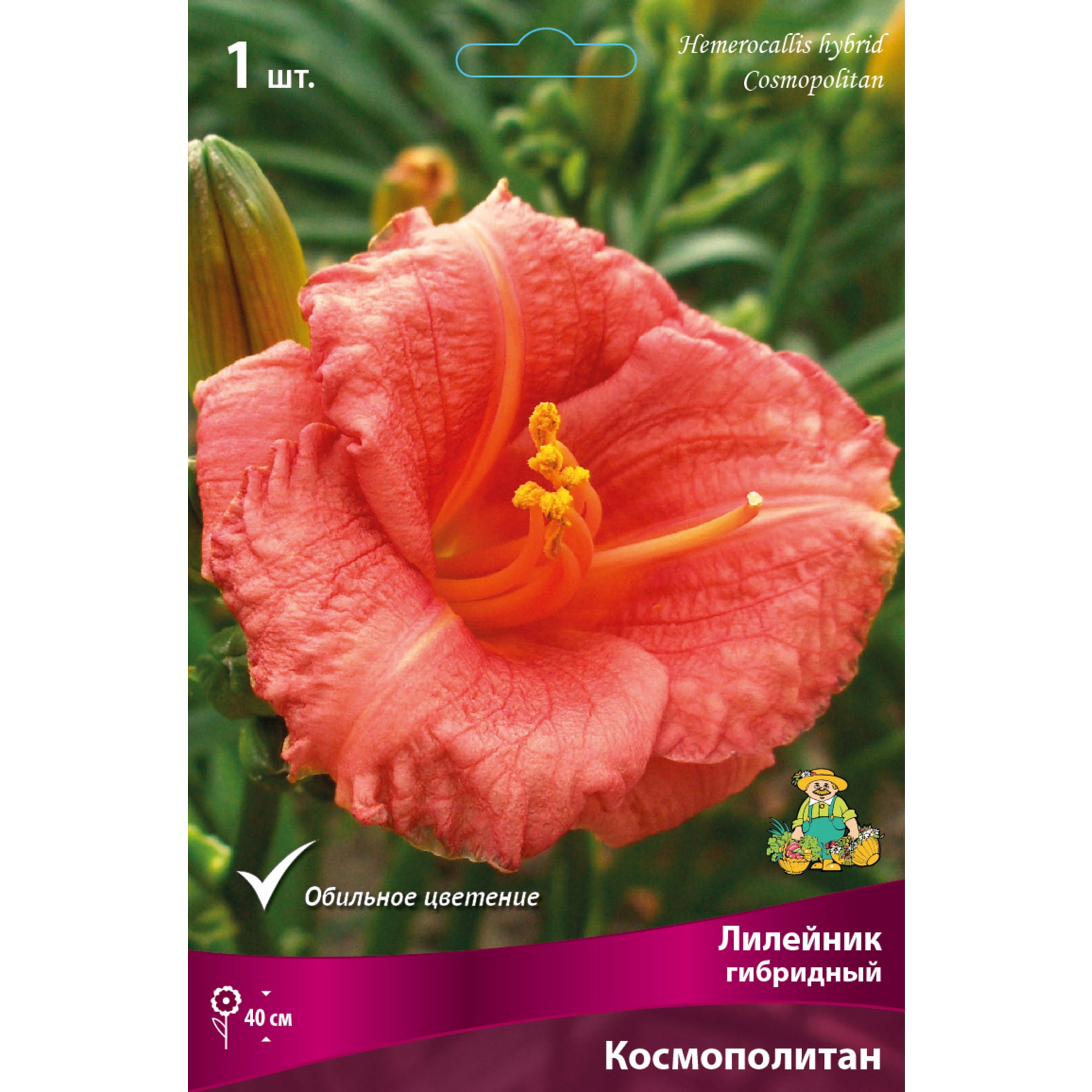 88294951 Лилейник гибридный Космополитан луковица I Santreyd 