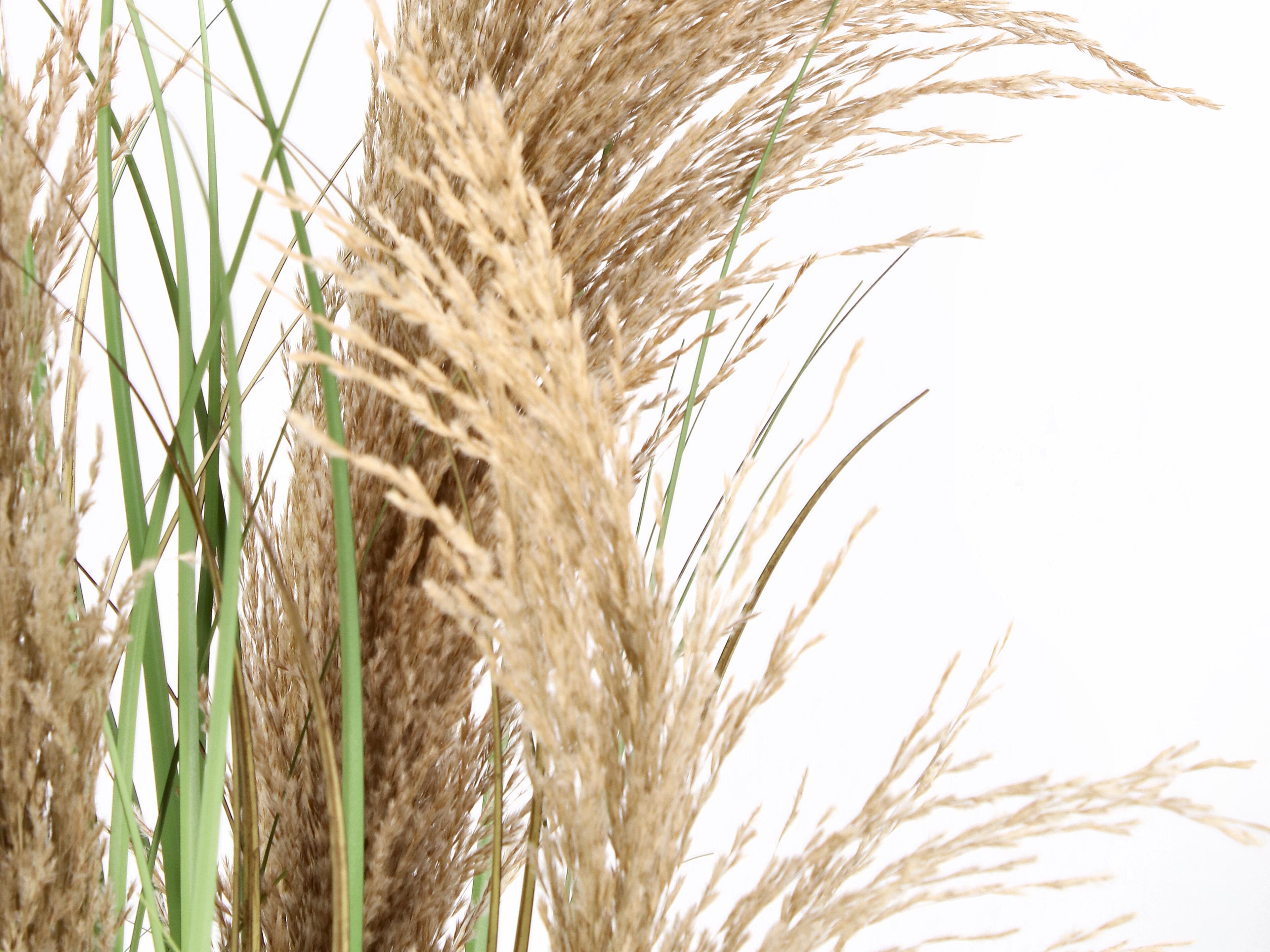 Искусственное растение BIZZOTTO AUSTORDERIA PAMPAS H90 ARCH-00095548 - Вид №1