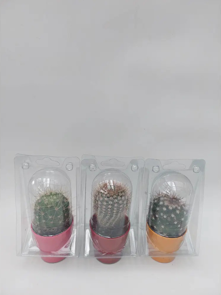 89296622 Кактус ø5.5 h10 см 3 шт. STLM-0826745