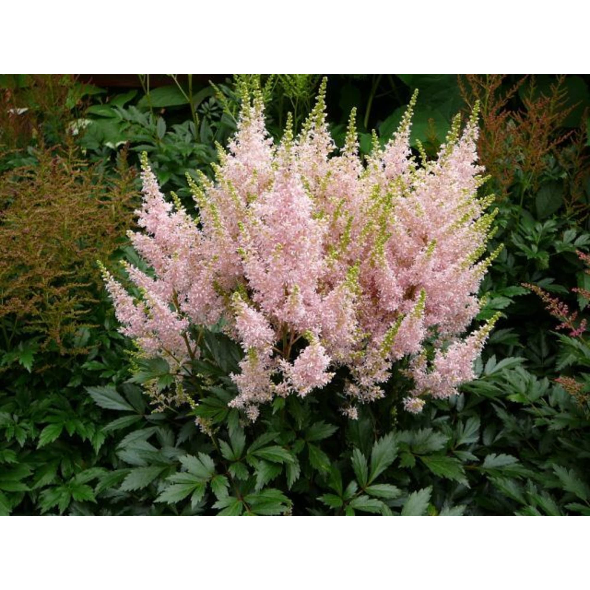 85324884 Астильба гибридная Юник Сэлмон ø11.5 h30 см Santreyd  - Вид №2