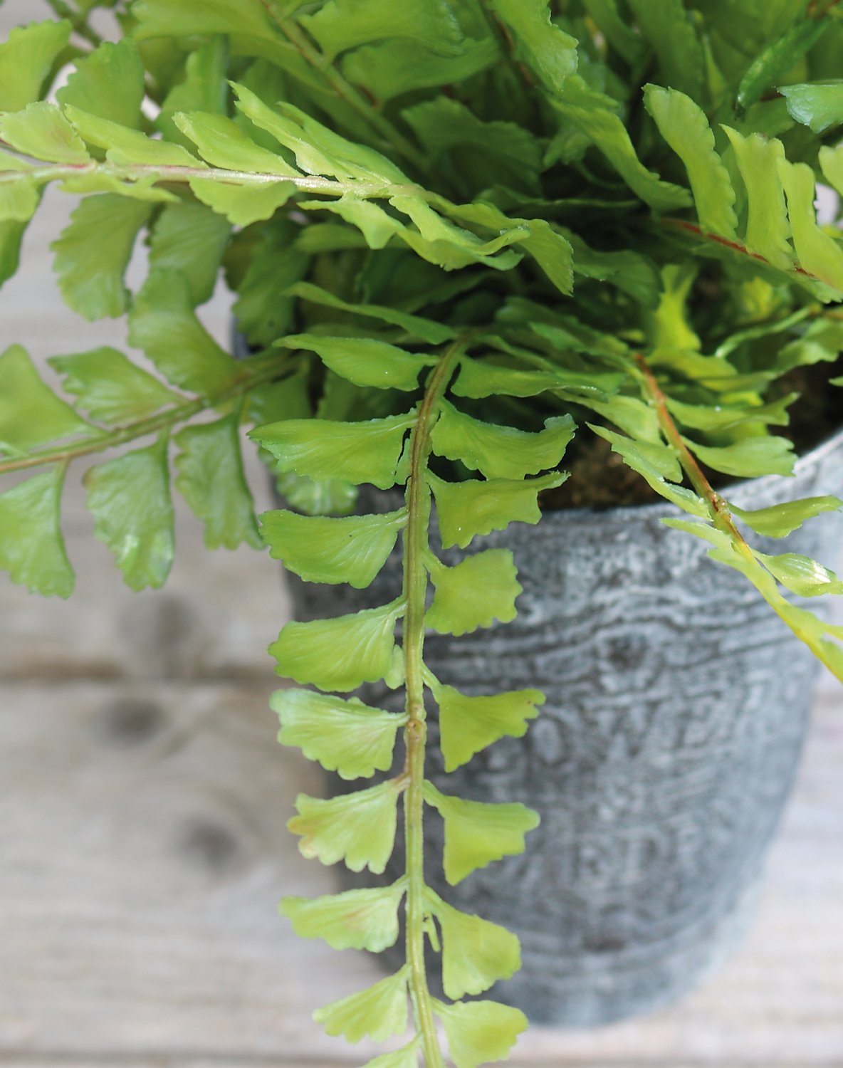6535 883 a3 Фальшивый папоротник maidenhair, горшок, 35 см, зеленый H-andreas  - Вид №2