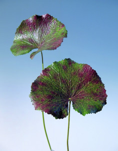 6471 844 a1 Пластиковый лист герани, 42 см, зелено-красный H-andreas