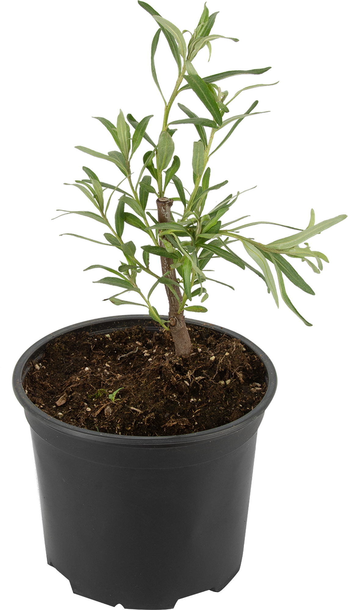 Саженец облепихи Микс Santreyd 85325548 STLM-0061626 - Вид №1