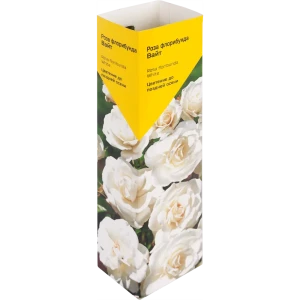 82009451 Роза«Флорибунда» эконом, в ассортименте STLM-0962664