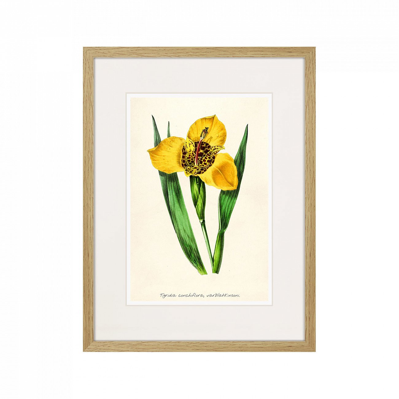 Картина в раме 32х42 см Botany illustration №14, 1836г. КАРТИНЫ В КВАРТИРУ  264494 Желтый;зеленый;разноцветный  - Вид №1