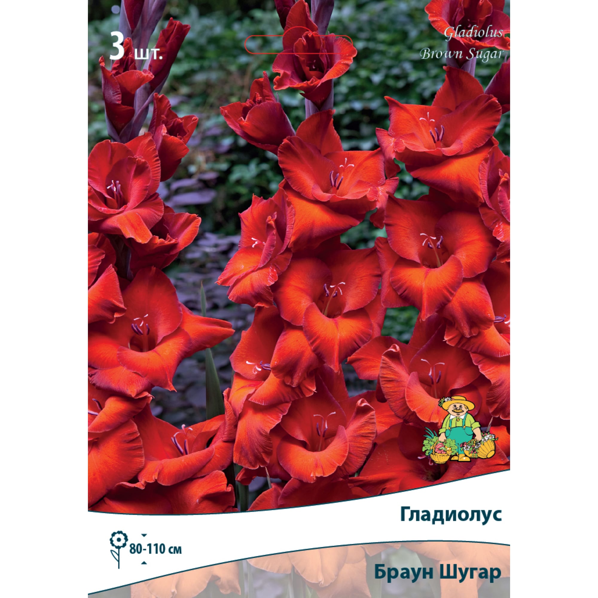 82530195 Гладиолусы крупноцветковые Браун Шугар Santreyd 