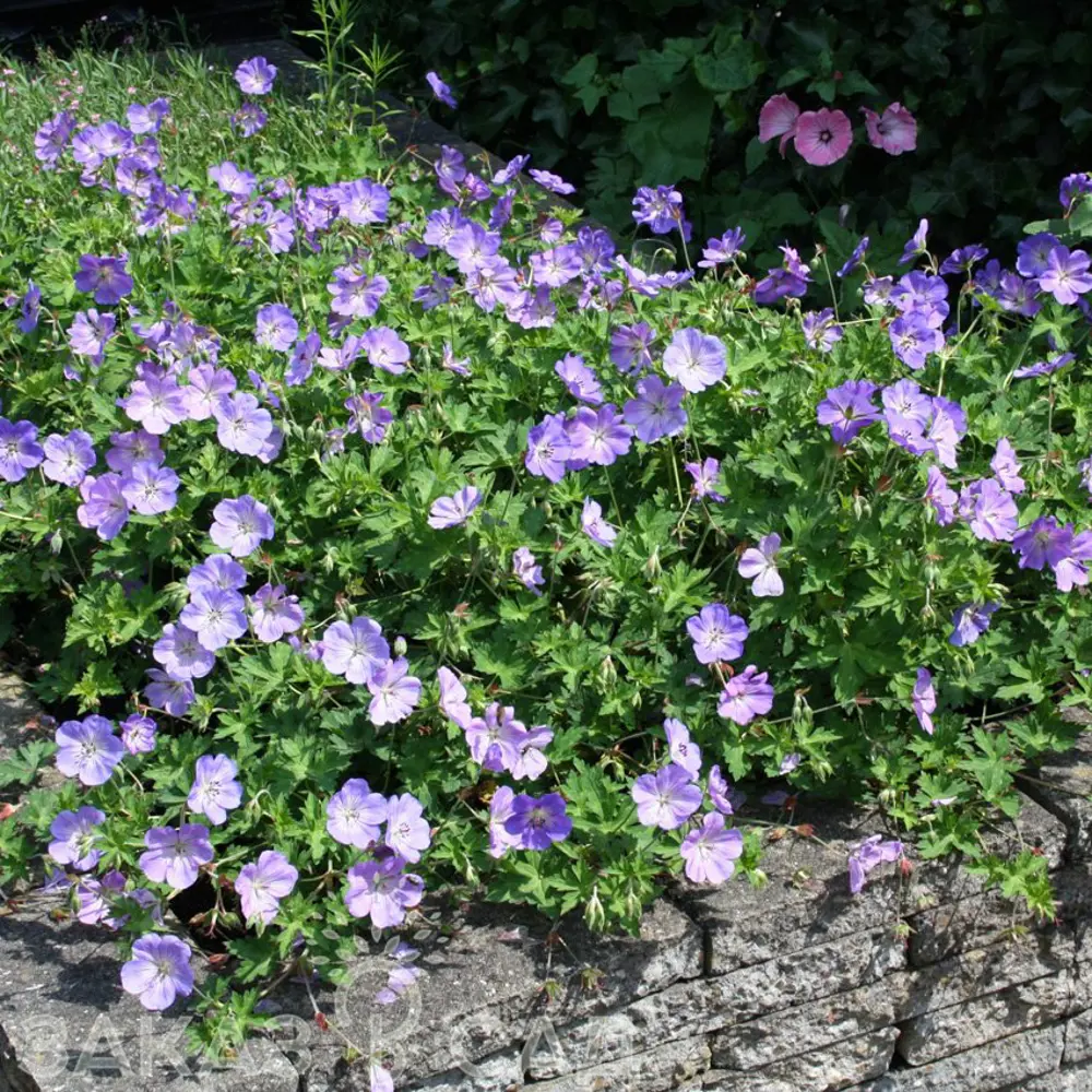 Герань гибридная Розанна Герват ø9 h20 см 89365267 STLM-2203004 PLANTMARKET 