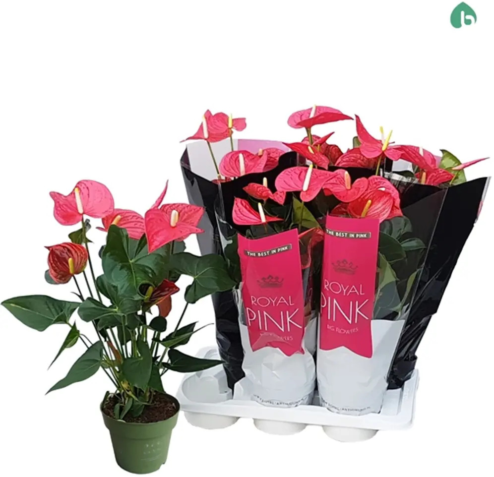 89356270 Антуриум Роял Пинк ø17 h50 - 60 см STLM-0953210