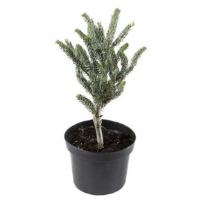 81959274 Пихта корейская d17/20-30 (Германия)