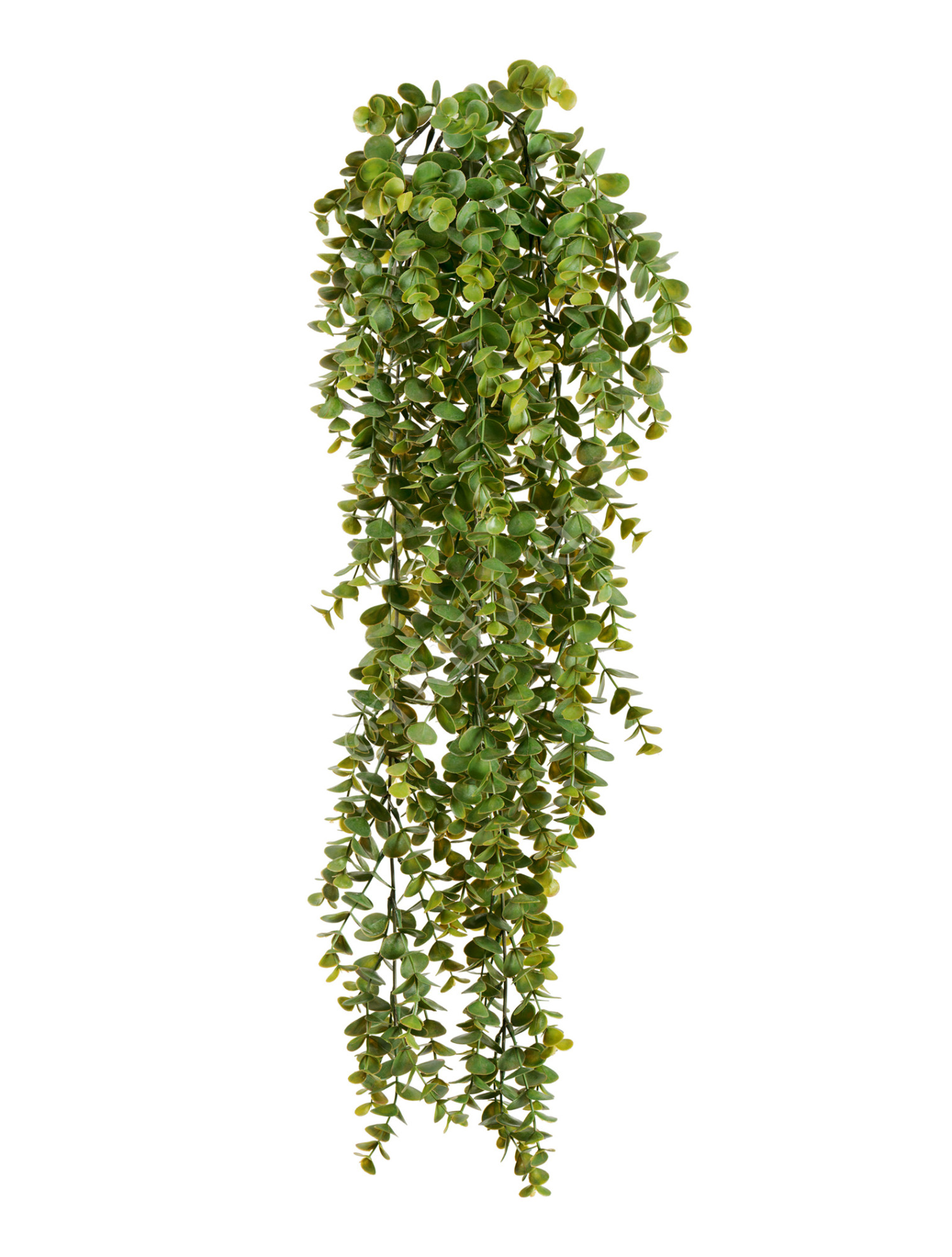 20.1426N Эвкалипт зелёный большой куст ампельный Цветочная коллекция 