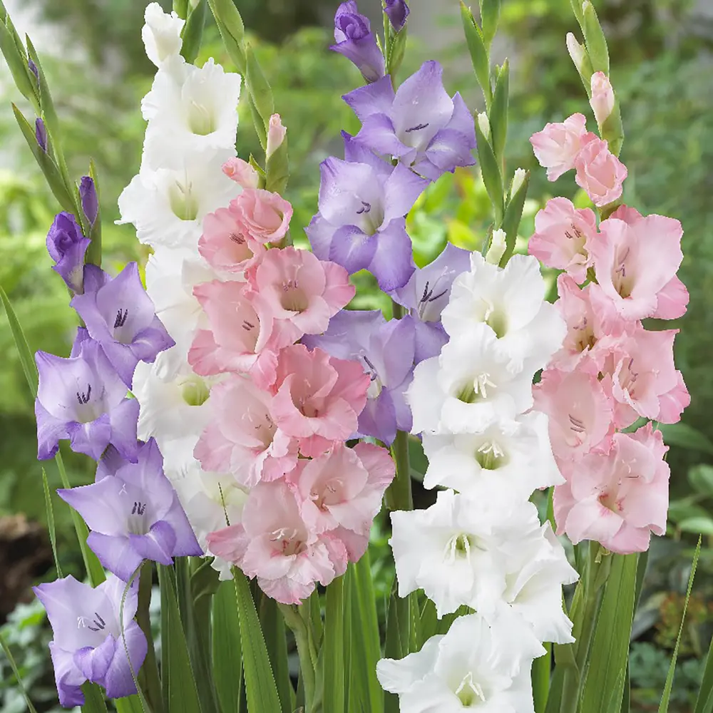 Гладиолус «Pastel mixed», 10х12 см GEOLIA STLM-2078984