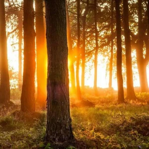 WP00620 Фотообои Verol Фотообои decoline 1х1 м