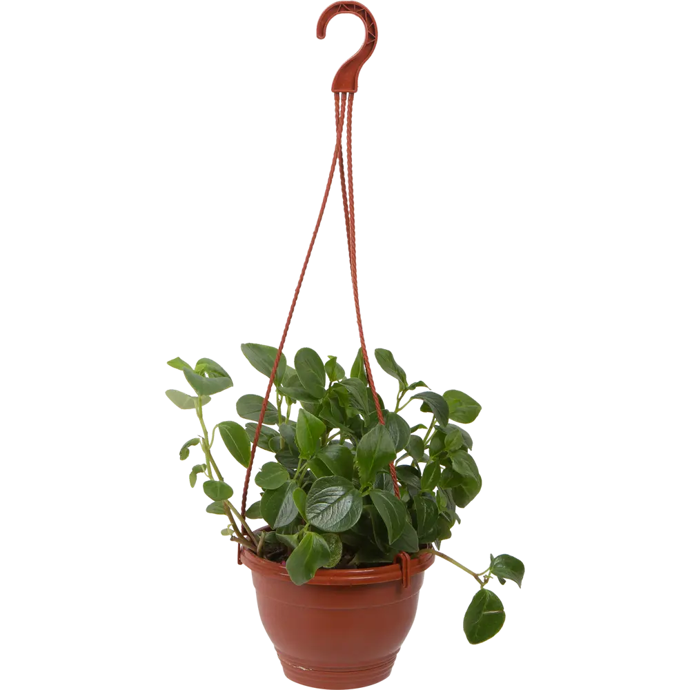 Santreyd Пеперомия Глабелла — комнатное растение для любого интерьера 82560390 STLM-0029930