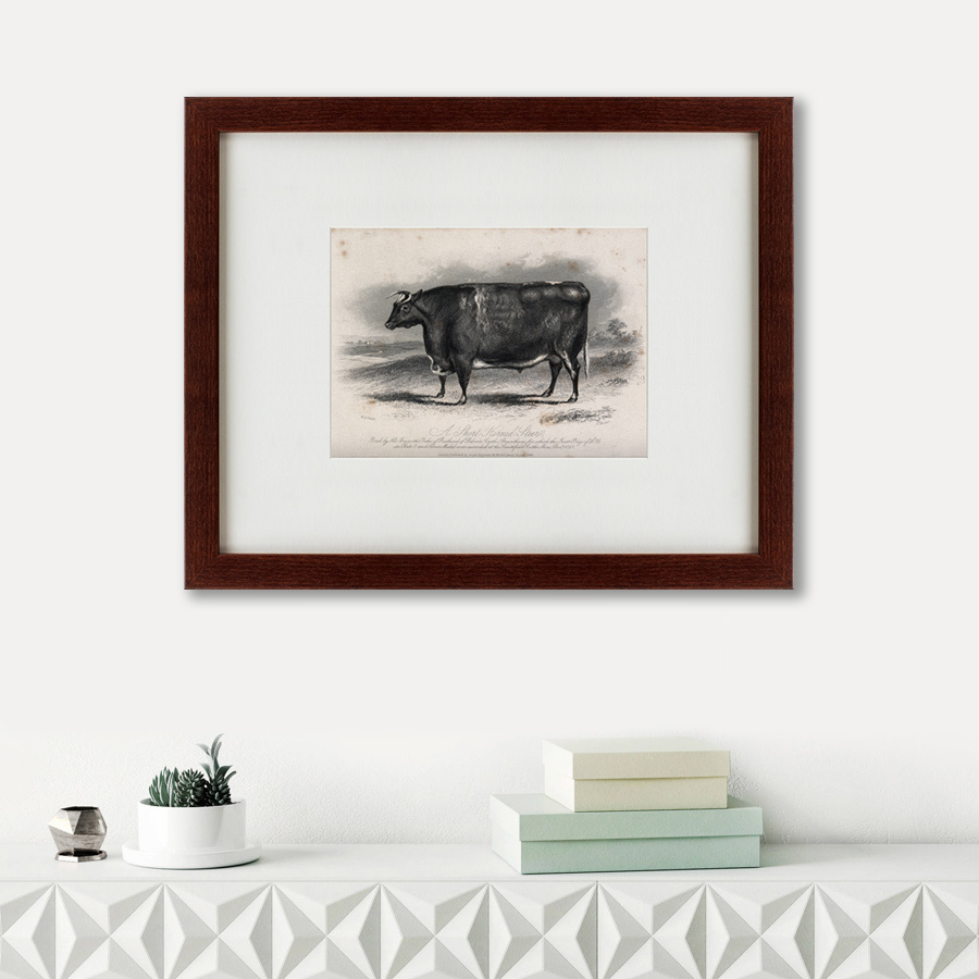 Картина: A short horned steer, 1849 КАРТИНЫ В КВАРТИРУ  135688 Разноцветный  - Вид №1