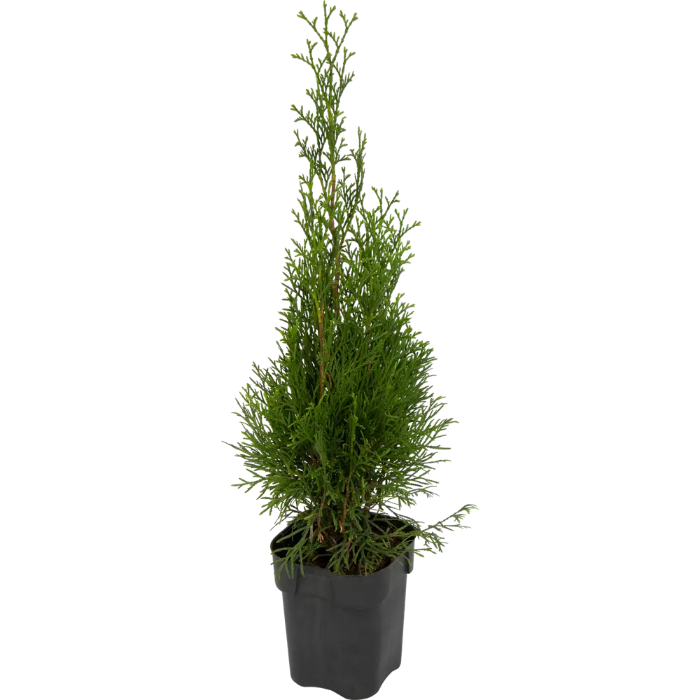 Santreyd Туя западная Холмтрап для живой изгороди 82219062 STLM-0022194