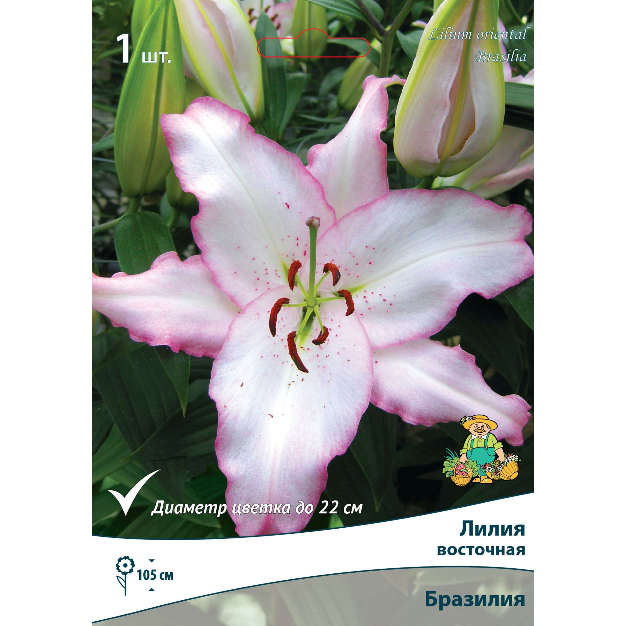 83597419 Лилия восточная Бразилия луковица 14/16 Santreyd 
