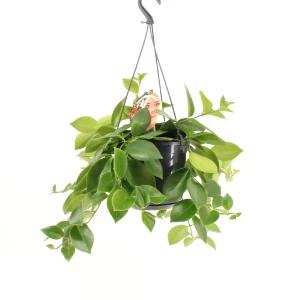 Композиция из двух кактусов в горшках 15 см 89434937