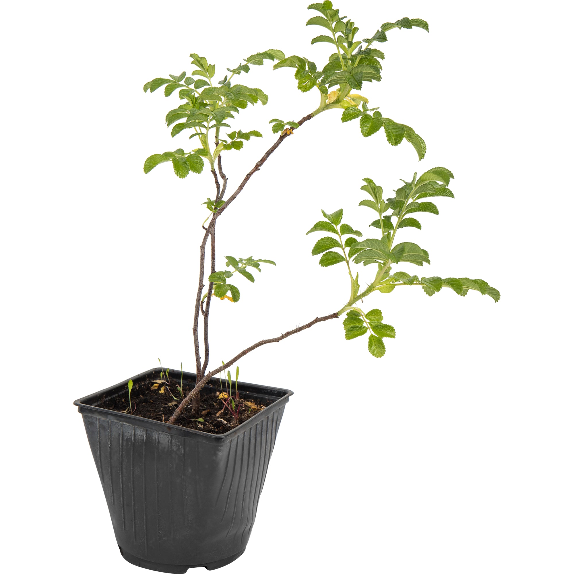 82595269 Шиповник морщинистый «Рубра» 15x40 см Santreyd 