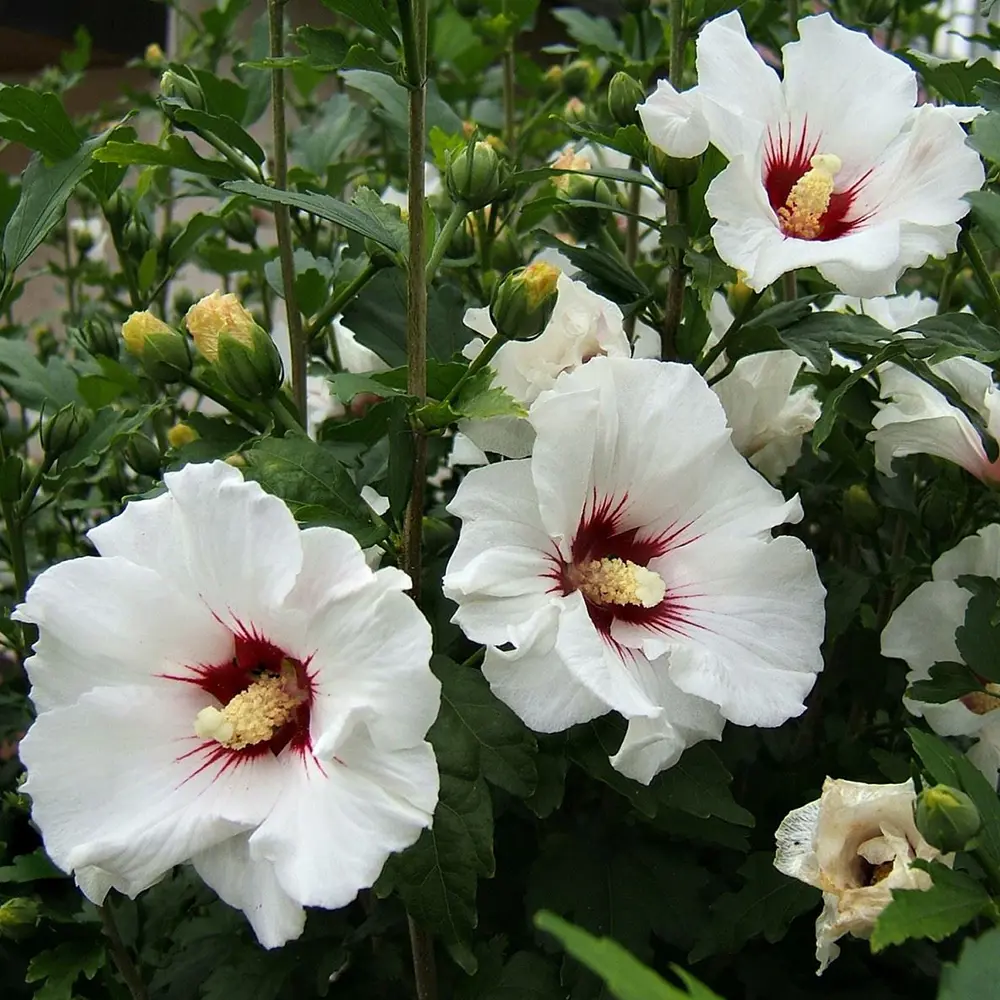 Гибискус сирийский Santreyd - роскошный цветущий кустарник для сада 87718516 STLM-0075273 - Вид №3