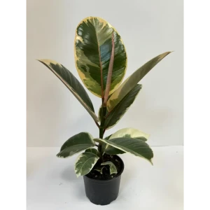 Фикус Тинеке Santreyd — пестролистное украшение интерьера 89395146