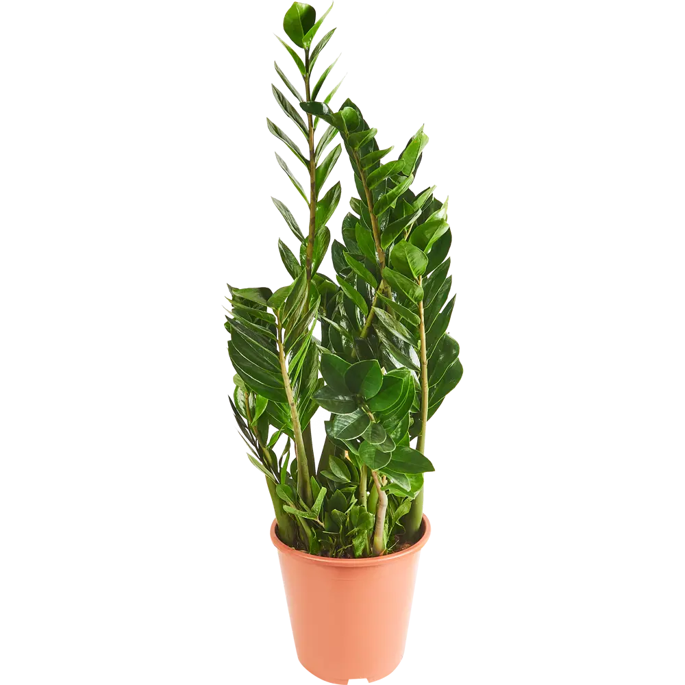 Santreyd Замиокулькас Замиелистный — изысканное комнатное растение с пышной кроной 85324962 STLM-0061526 - Вид №1